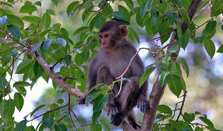 Monky-1426915717