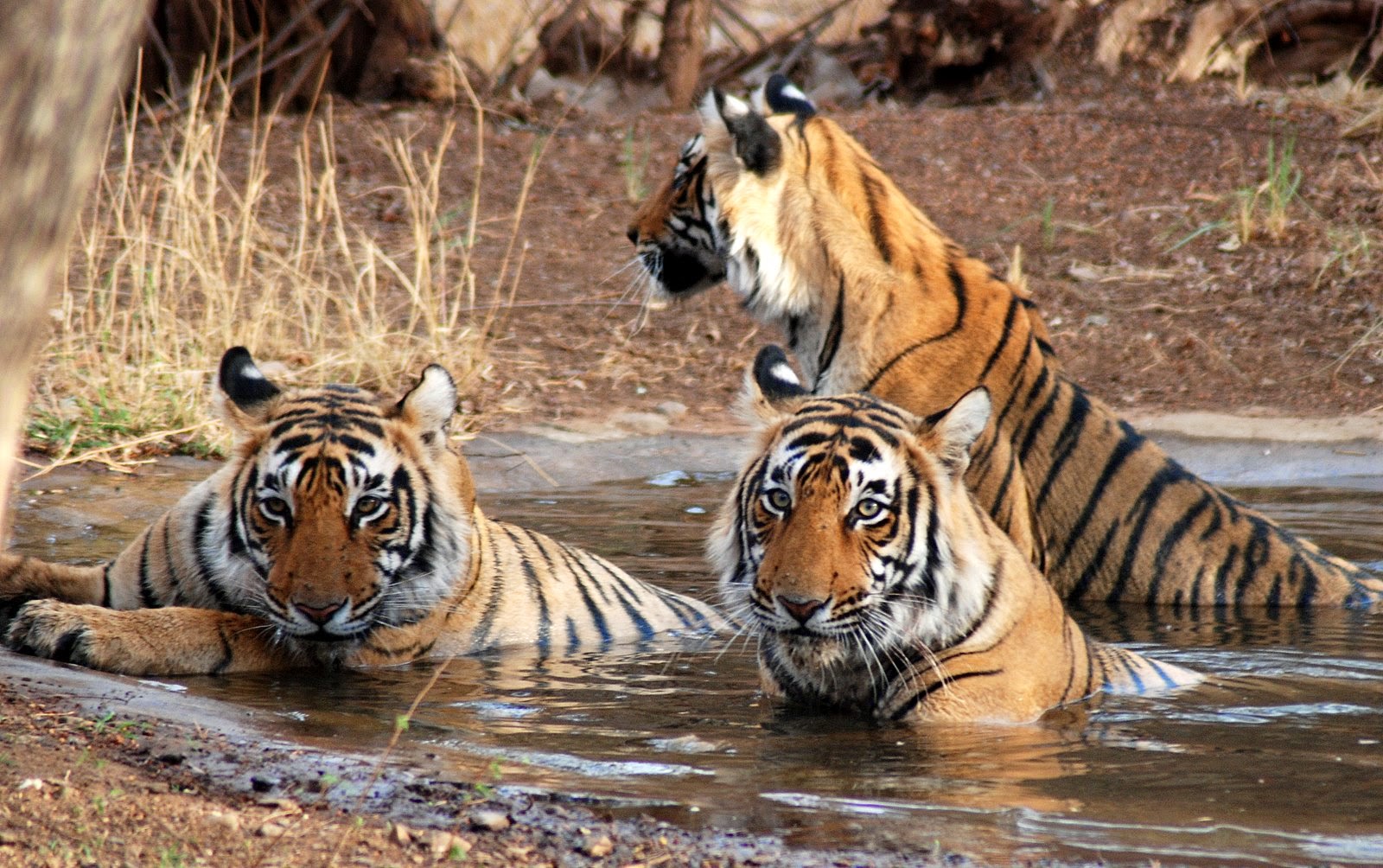 sundarbans-national-park-animal