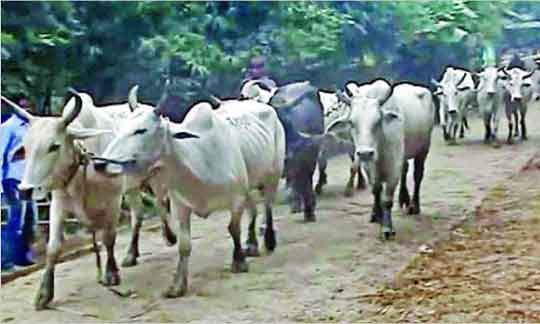 করিডর, সীমান্ত, ভারত সীমান্ত, বাংলাদেশ সীমান্ত, গরু, মহিষ, ছাগল, ভেড়া, বৈধ পথ, অবৈধ পথ, কোরবানি ঈদ,