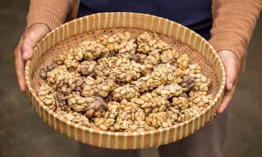 cofi1
